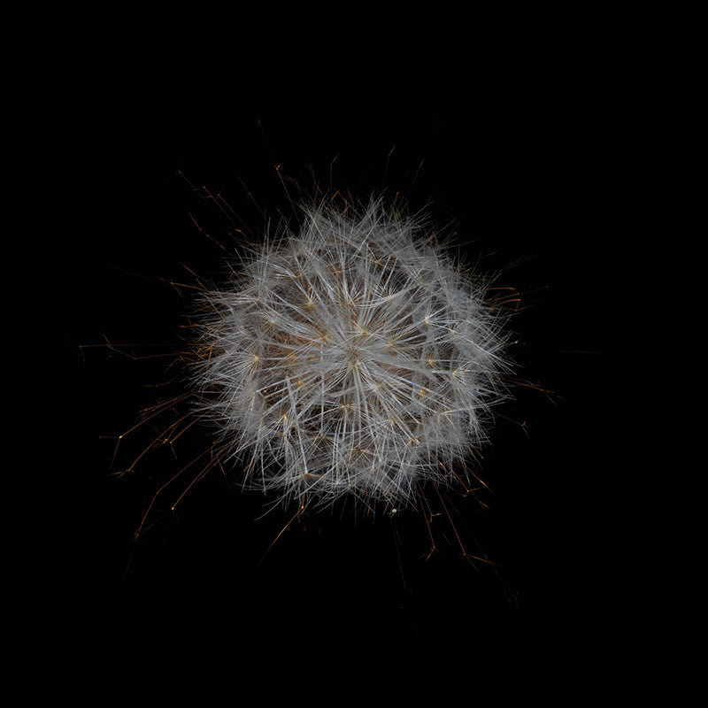 Underwater photograph exploding flower series sparks energy shot Warm Low Light tonality from the Fusion series