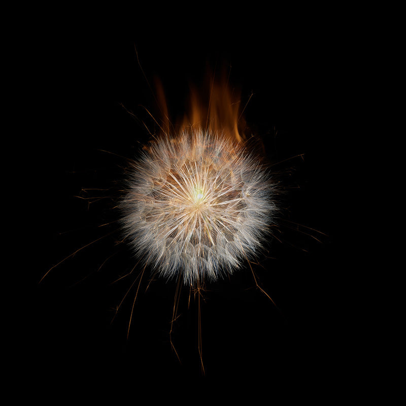 Underwater photograph exploding flower series sparks energy shot Warm Low Light tonality from the Fusion series