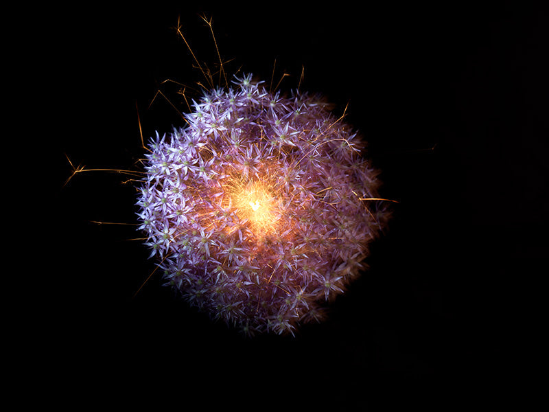 Underwater photograph exploding flower series sparks energy shot Warm Low Light tonality from the Fusion series