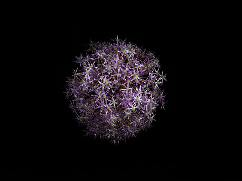 Underwater photograph exploding flower series sparks energy shot Warm Low Light tonality from the Fusion series