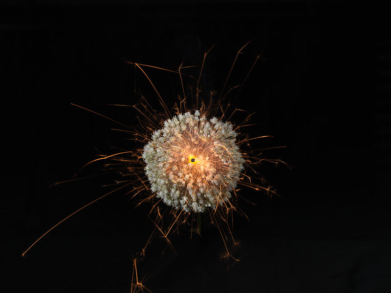 Underwater photograph exploding flower series sparks energy shot Warm Low Light tonality from the Fusion series