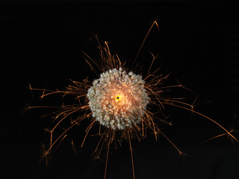 Underwater photograph exploding flower series sparks energy shot Warm Low Light tonality from the Fusion series