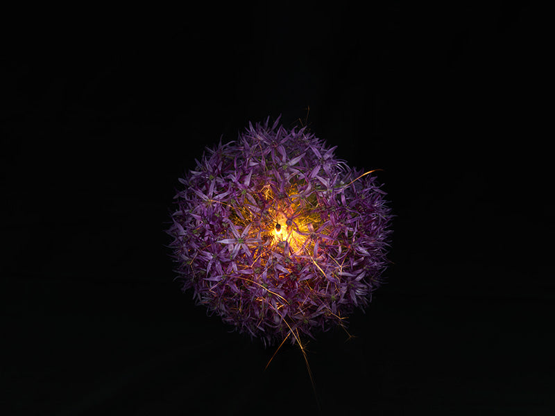 Underwater photograph exploding flower series sparks energy shot Warm Low Light tonality from the Fusion series