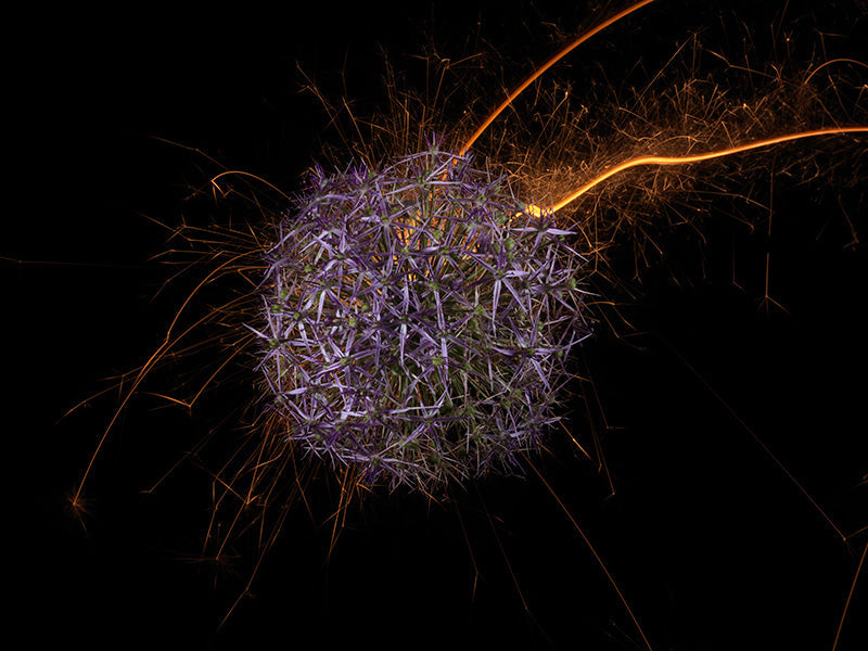 Underwater photograph exploding flower series sparks energy shot Warm Low Light tonality from the Fusion series