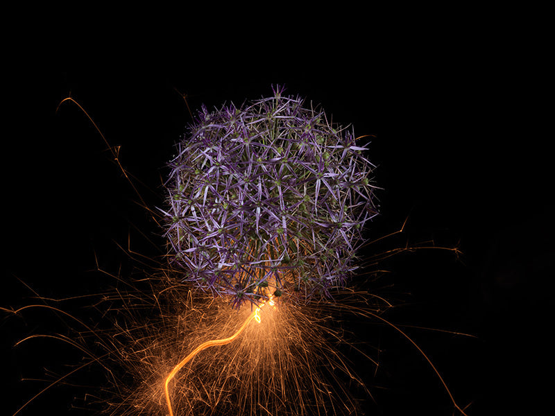 Underwater photograph exploding flower series sparks energy shot Warm Low Light tonality from the Fusion series