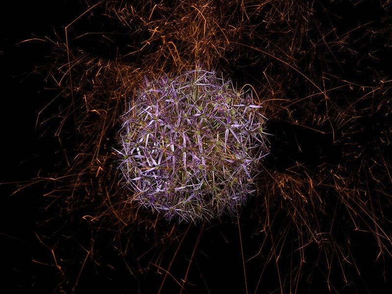 Underwater photograph exploding flower series sparks energy shot Warm Low Light tonality from the Fusion series