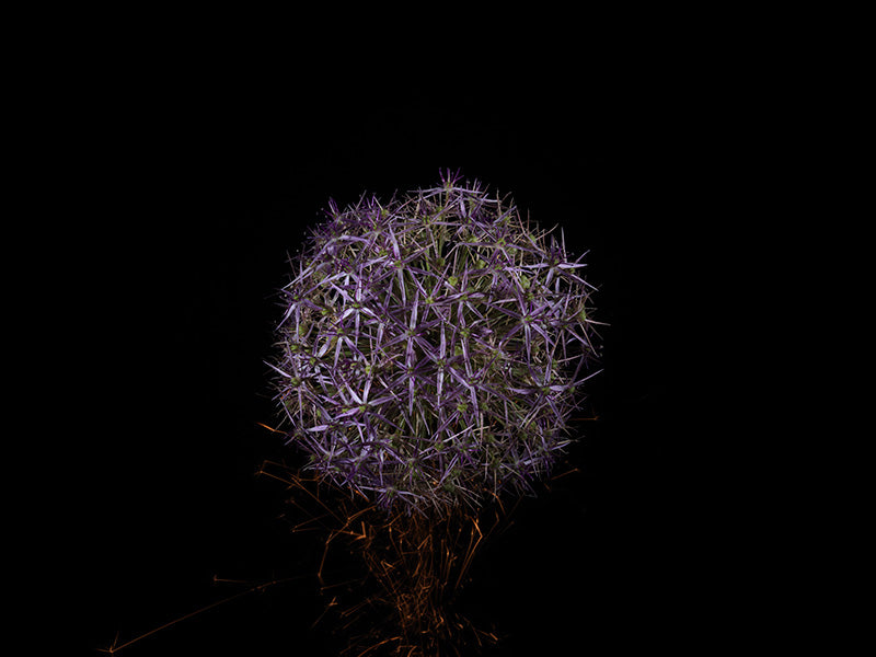 Underwater photograph exploding flower series sparks energy shot Warm Low Light tonality from the Fusion series