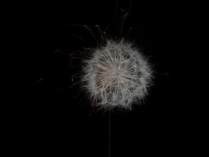 Underwater photograph exploding flower series sparks energy shot Warm Low Light tonality from the Fusion series