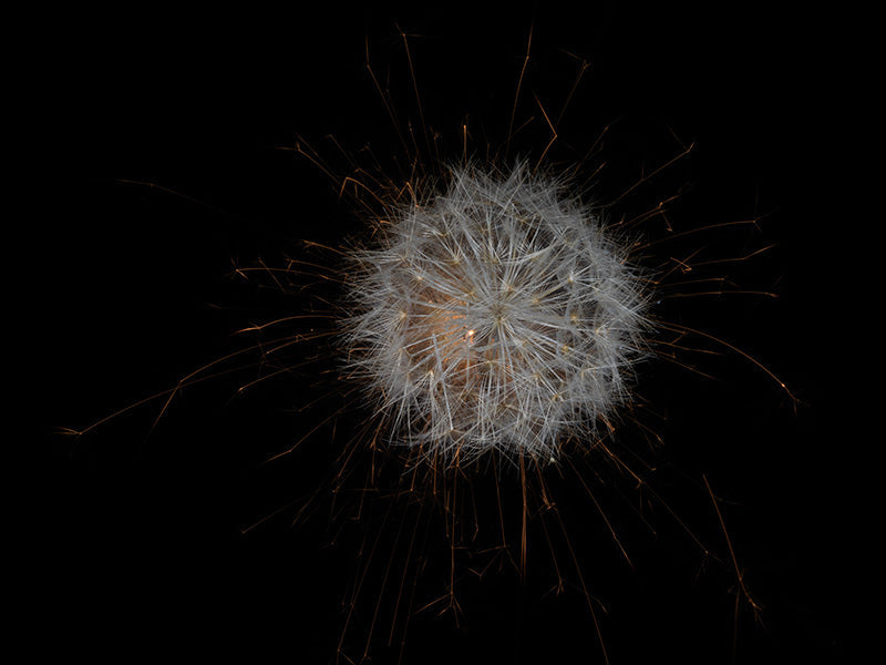 Underwater photograph exploding flower series sparks energy shot Warm Low Light tonality from the Fusion series