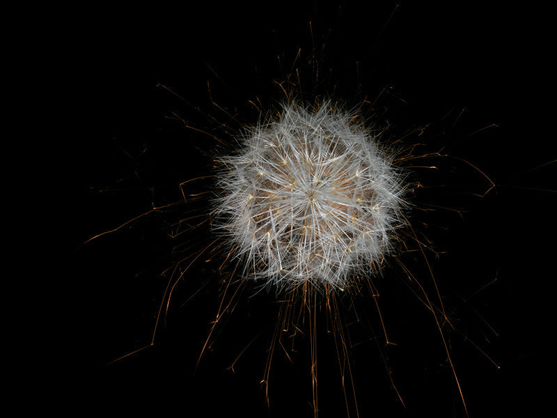Underwater photograph exploding flower series sparks energy shot Warm Low Light tonality from the Fusion series