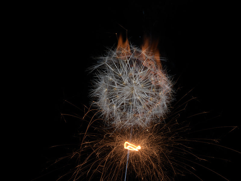 Underwater photograph exploding flower series sparks energy shot Warm Low Light tonality from the Fusion series