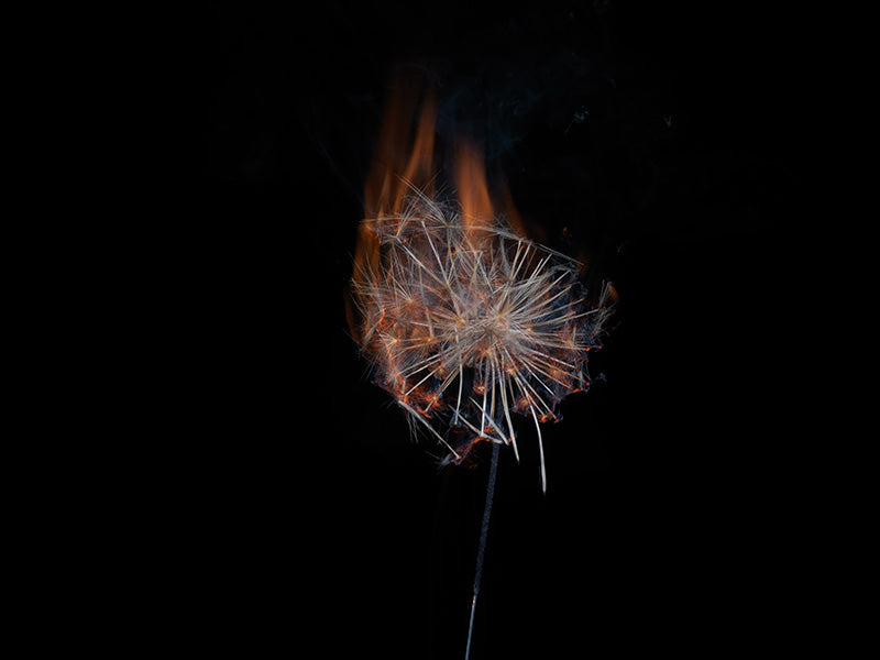 Underwater photograph exploding flower series sparks energy shot Warm Low Light tonality from the Fusion series