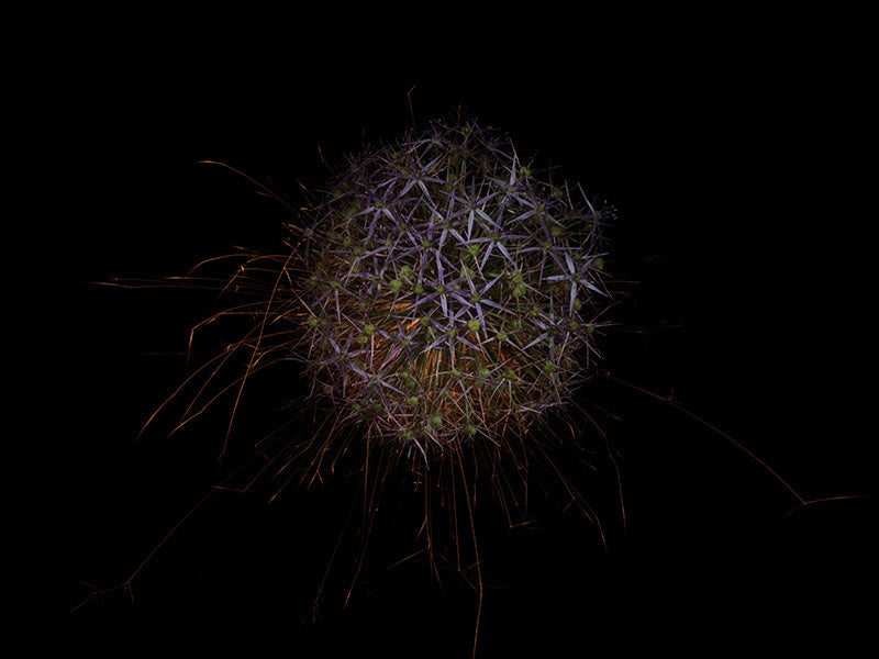 Underwater photograph exploding flower series sparks energy shot Warm Low Light tonality from the Fusion series
