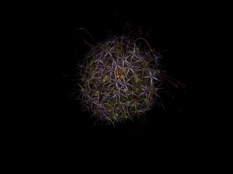 Underwater photograph exploding flower series sparks energy shot Warm Low Light tonality from the Fusion series