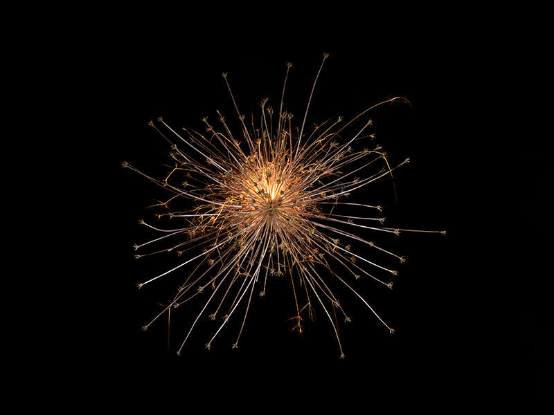 Underwater photograph exploding flower series sparks energy shot Warm Low Light tonality from the Fusion series