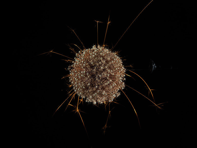 Underwater photograph exploding flower series sparks energy shot Warm Low Light tonality from the Fusion series