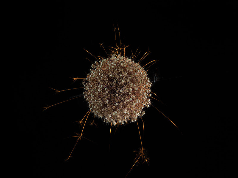 Underwater photograph exploding flower series sparks energy shot Warm Low Light tonality from the Fusion series