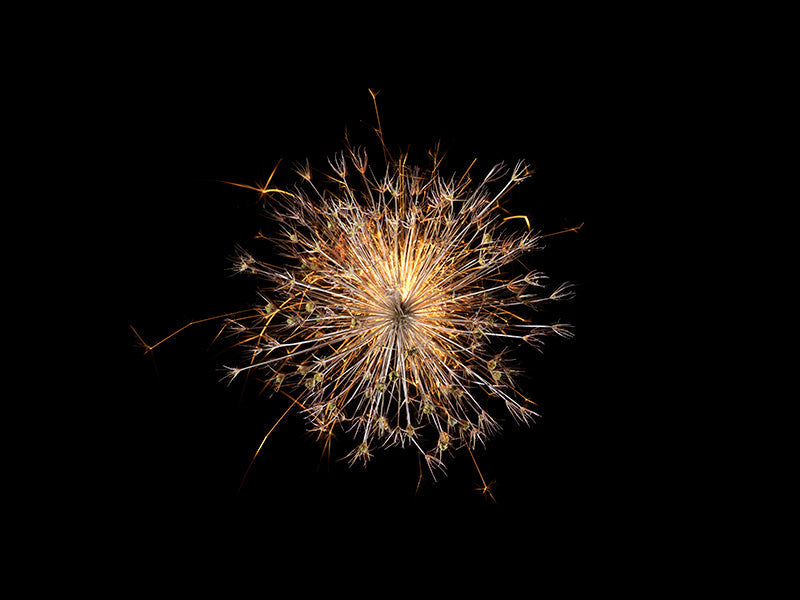 Underwater photograph exploding flower series sparks energy shot Warm Low Light tonality from the Fusion series