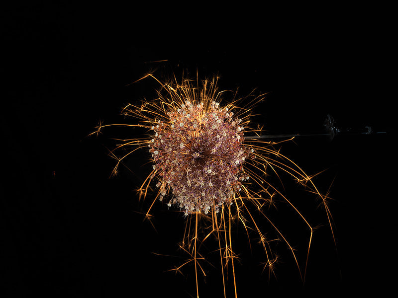 Underwater photograph exploding flower series sparks energy shot Warm Low Light tonality from the Fusion series