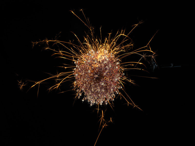 Underwater photograph exploding flower series sparks energy shot Warm Low Light tonality from the Fusion series
