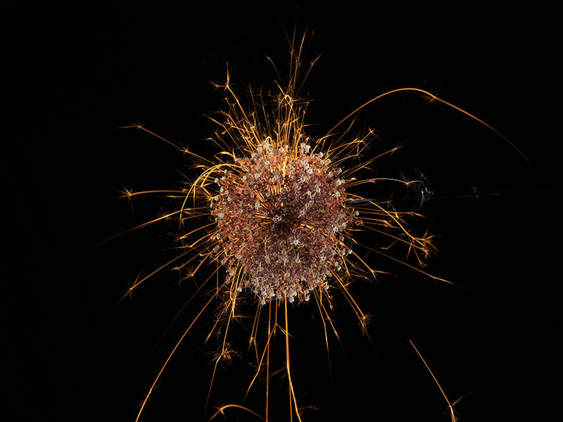 Underwater photograph exploding flower series sparks energy shot Warm Low Light tonality from the Fusion series