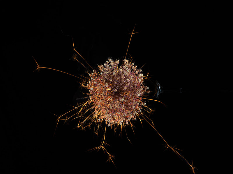 Underwater photograph exploding flower series sparks energy shot Warm Low Light tonality from the Fusion series