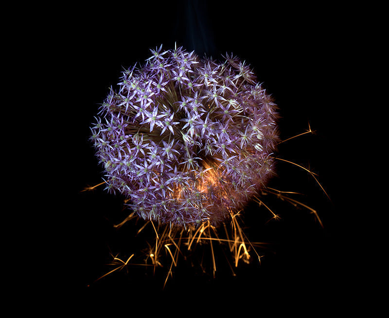 Underwater photograph exploding flower series sparks energy shot Warm Low Light tonality from the Fusion series