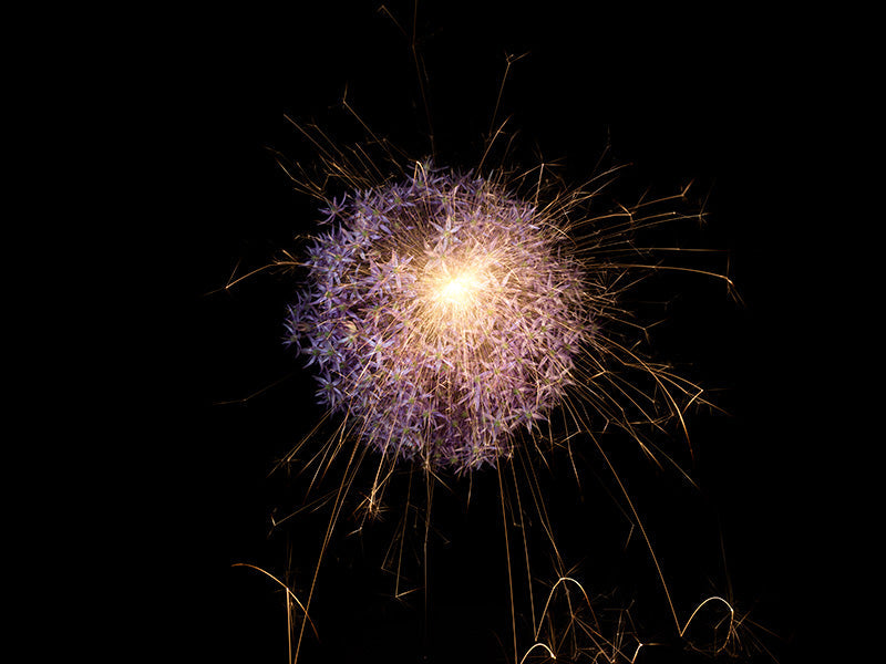 Underwater photograph exploding flower series sparks energy shot Warm Low Light tonality from the Fusion series