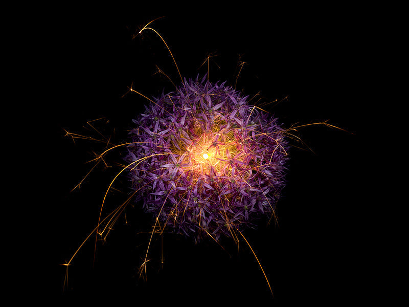 Underwater photograph exploding flower series sparks energy shot Warm Low Light tonality from the Fusion series