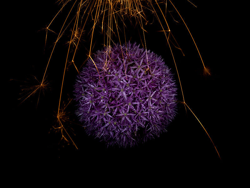 Underwater photograph exploding flower series sparks energy shot Warm Low Light tonality from the Fusion series