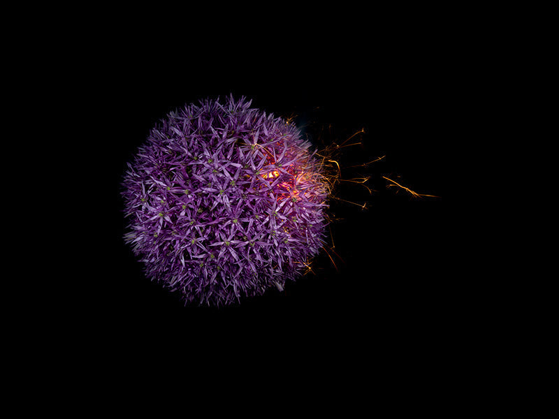Underwater photograph exploding flower series sparks energy shot Warm Low Light tonality from the Fusion series