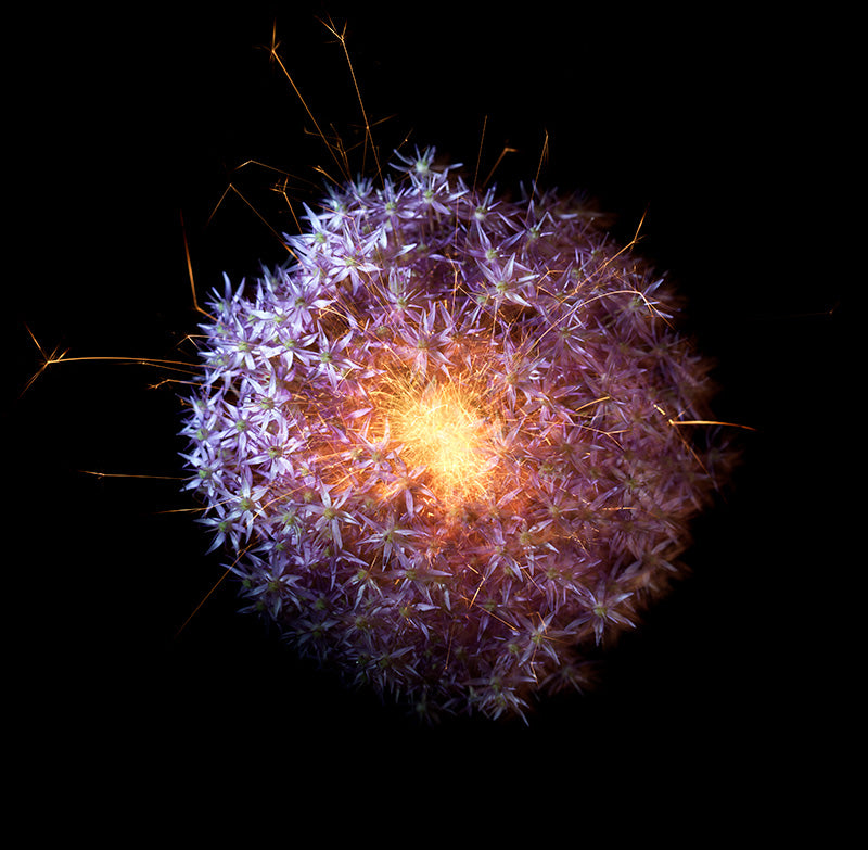 Underwater photograph exploding flower series sparks energy shot Warm Low Light tonality from the Fusion series