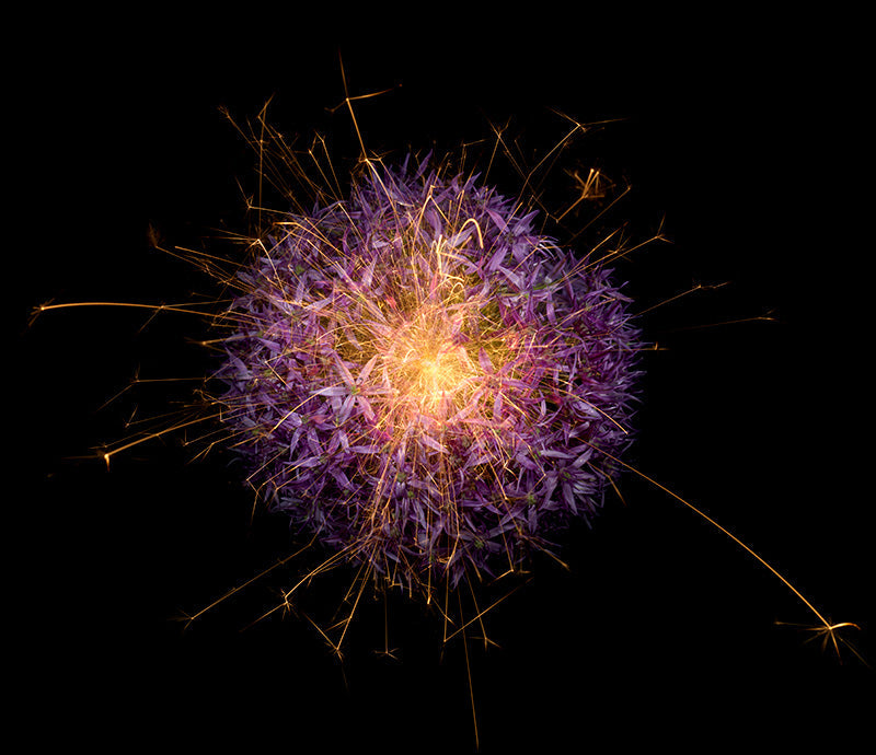 Underwater photograph exploding flower series sparks energy shot Warm Low Light tonality from the Fusion series