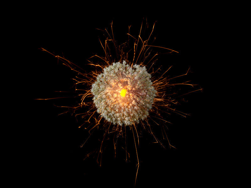 Underwater photograph exploding flower series sparks energy shot Warm Low Light tonality from the Fusion series