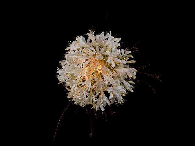 Underwater photograph exploding flower series sparks energy shot Warm Low Light tonality from the Fusion series