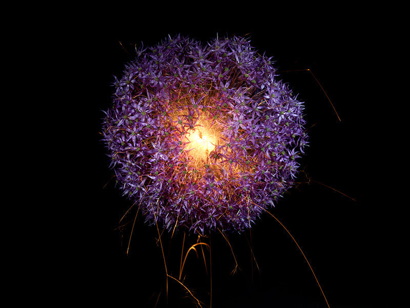 Underwater photograph exploding flower series sparks energy shot Warm Low Light tonality from the Fusion series