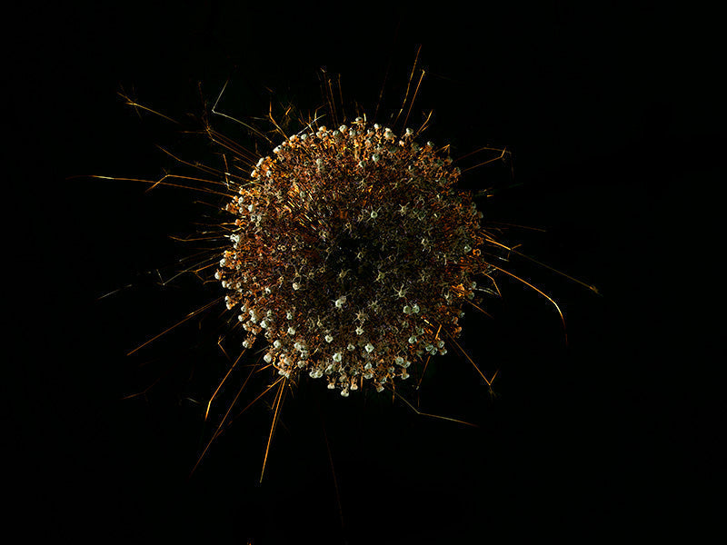 Underwater photograph exploding flower series sparks energy shot Warm Low Light tonality from the Fusion series