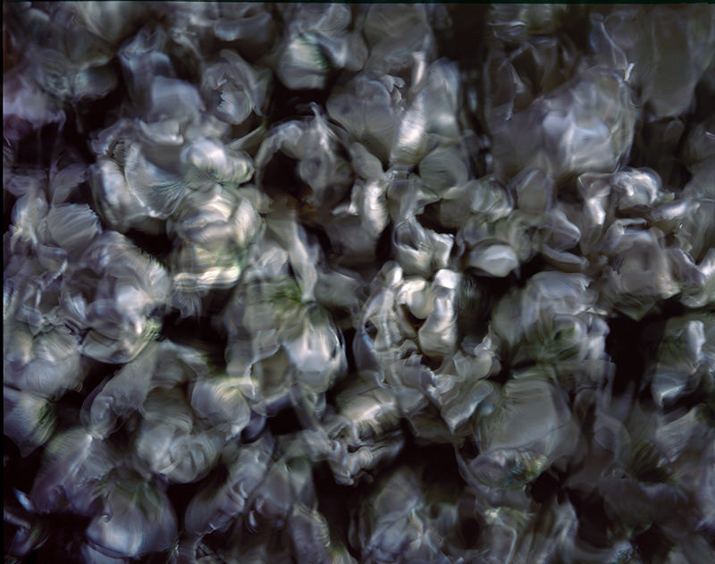 Underwater photograph floral asbtract Cool Mid Tone tonality