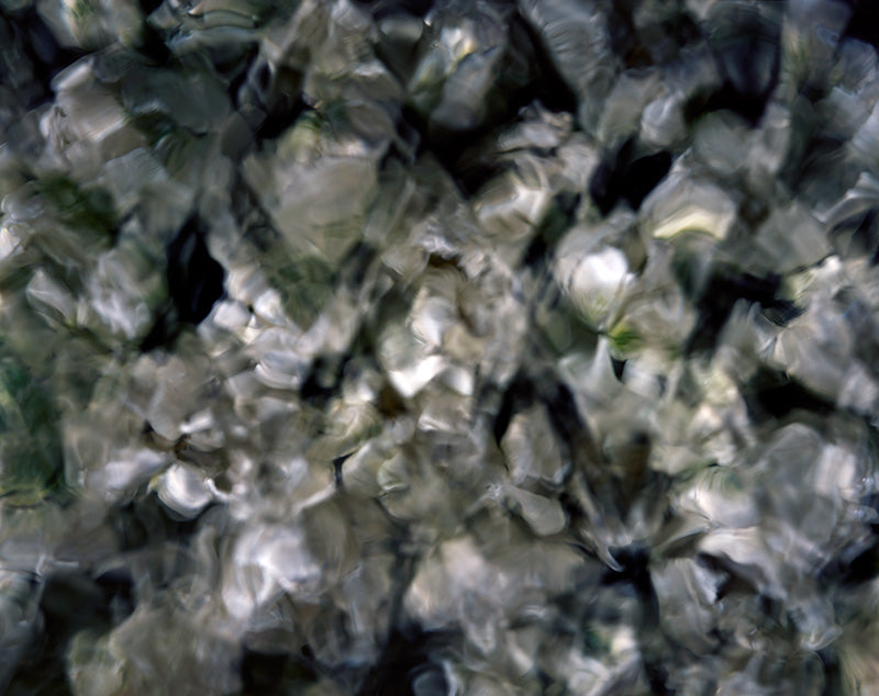 Underwater photograph floral asbtract Verdant Mid Tone tonality