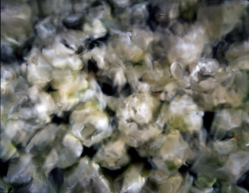 Underwater photograph floral asbtract Warm Mid Tone tonality