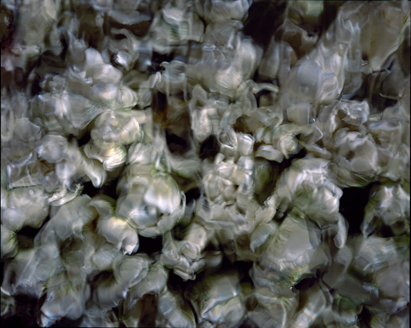 Underwater photograph floral asbtract Verdant Mid Tone tonality
