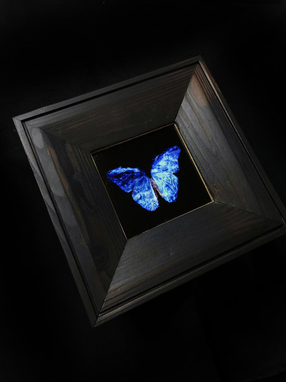 copper mounted & framed 'Mirror of the goddess No.IV' photographic butterfly print - €360 | Shop now & buy direct from the artists studio - Distil Ennui ™ est.1990.