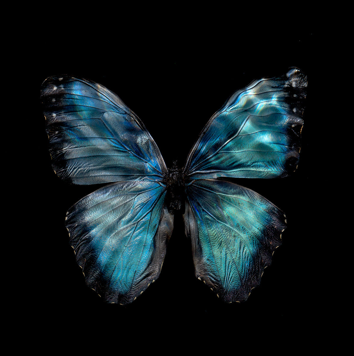 Morpho Peleides 0990 - Limited Edition Print - €295 | Shop now & buy direct from the artists studio - Distil Ennui ™ est.1990.