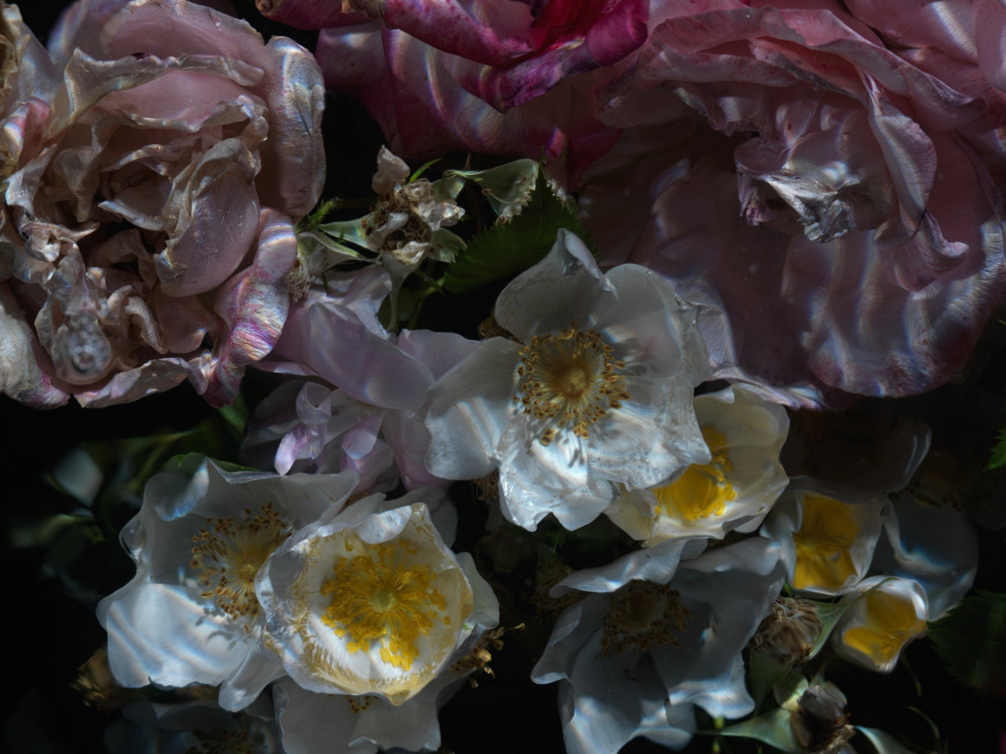 Floral Vanitas Drop - Unique Prints From A Limited Collection Of 100 - €90 | Shop now & buy direct from the artists studio - Distil Ennui ™ est.1990.