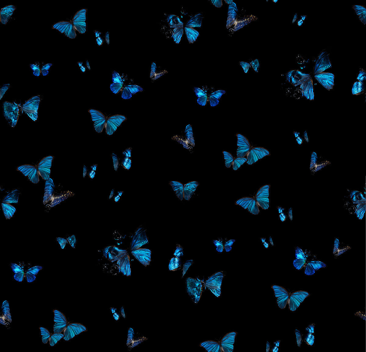 A studio designed Morpho blue butterfly wallpaper