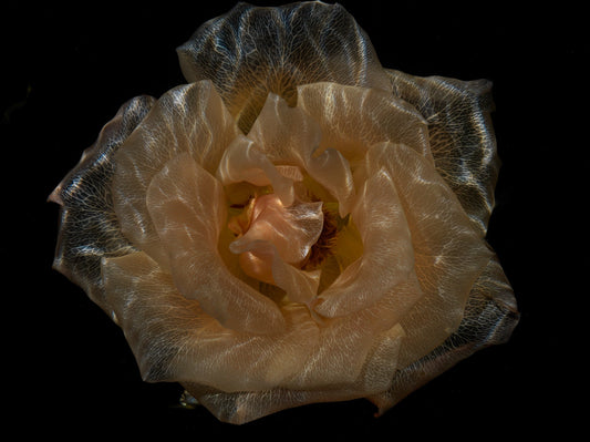 glass flowers with their pigment removed by water
