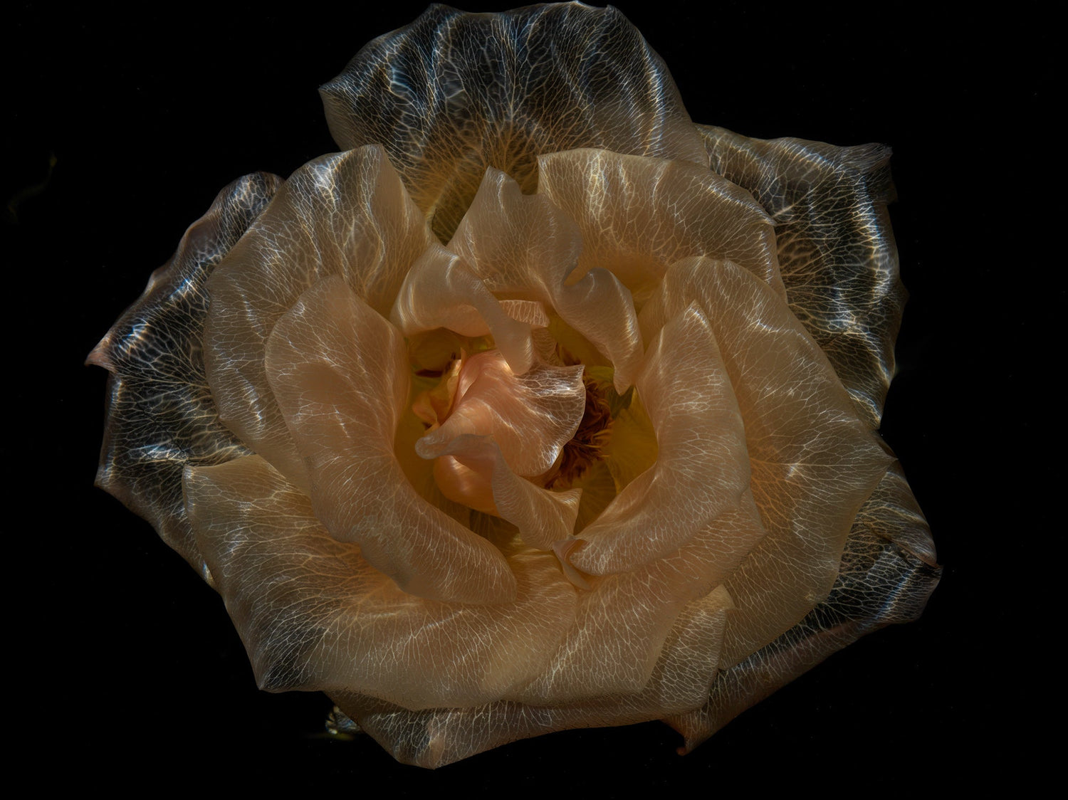 glass flowers with their pigment removed by water
