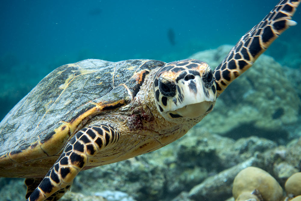 Single Use Plastic & Aluminium recycling studio in the Maldives