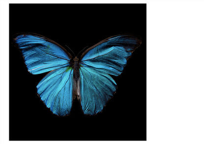 Morpho Amathonte 0334 - Limited Edition Giclée Print   - €495 | Shop now & buy direct from the artists studio - Distil Ennui ™ est.1990.