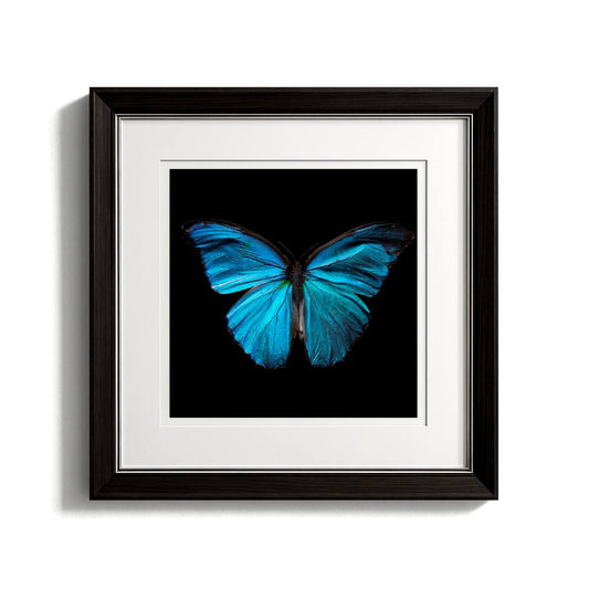 Morpho Amathonte 0334